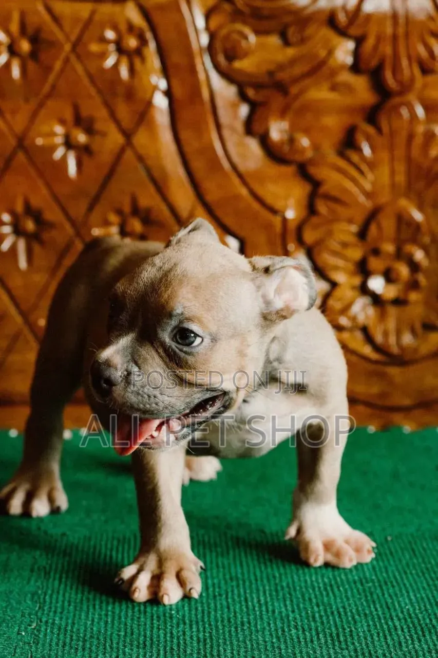 1-3 months Male Purebred American Pit Bull Terrier