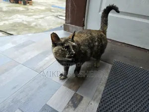 1-3 months Male Purebred American Curl