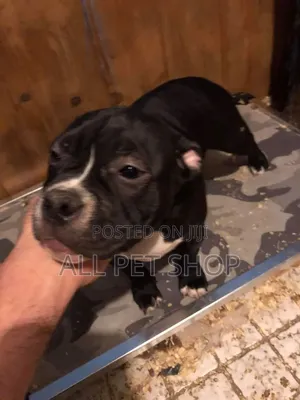 1-3 months Male Purebred American Pit Bull Terrier