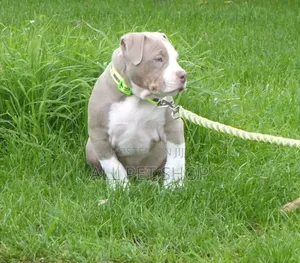 1-3 months Male Purebred American Pit Bull Terrier