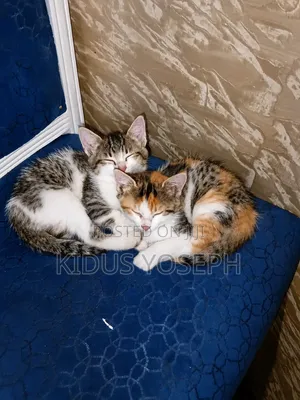 1-3 months Male Mixed Breed Tabby