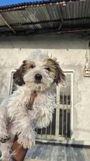 1-3 months Male Mixed Breed Maltese