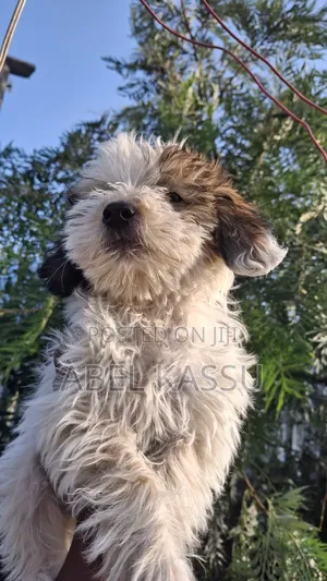 1-3 months Male Mixed Breed Maltese