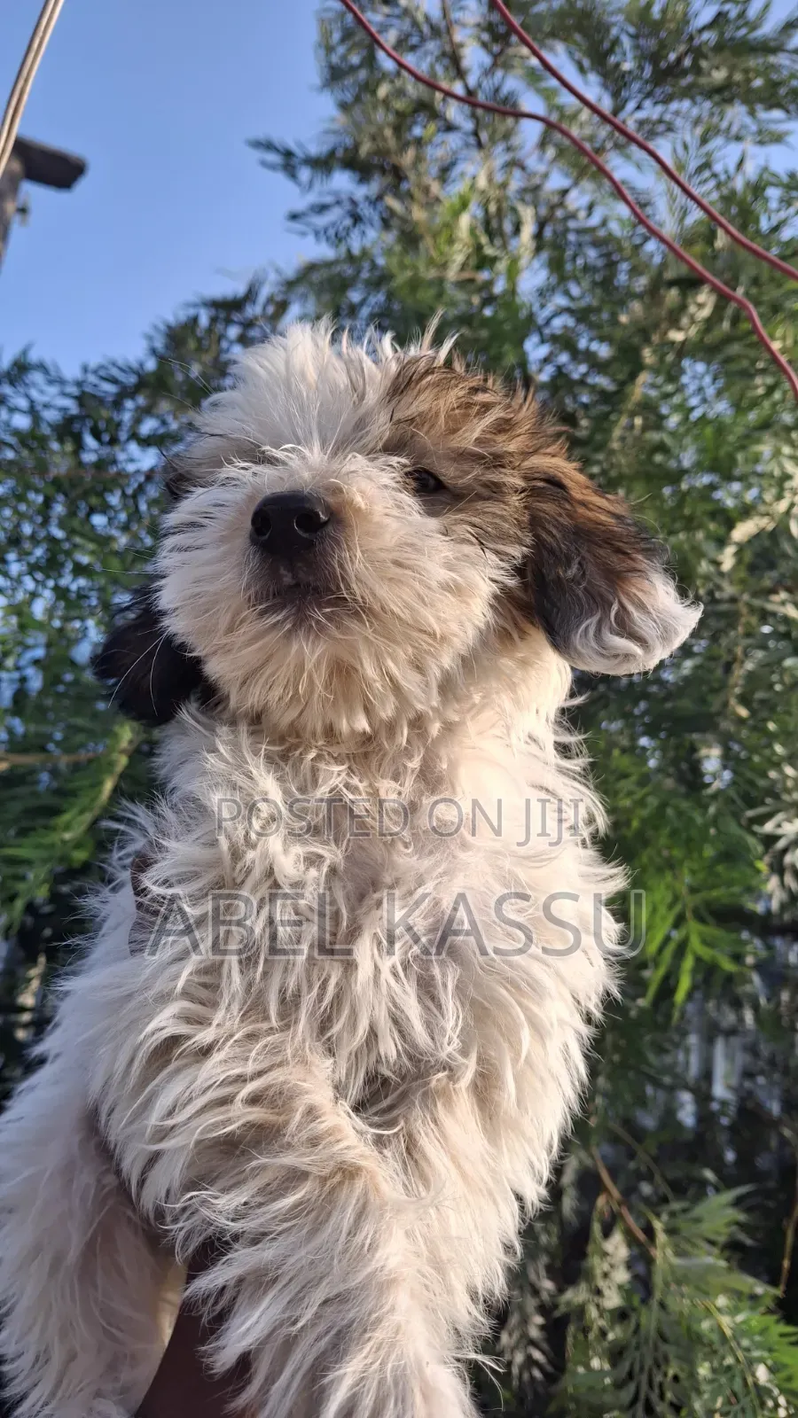 1-3 months Male Mixed Breed Maltese