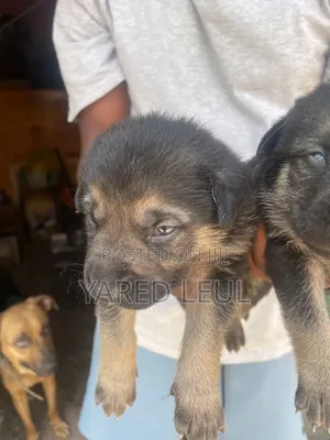 0-1 month Male Purebred German Shepherd
