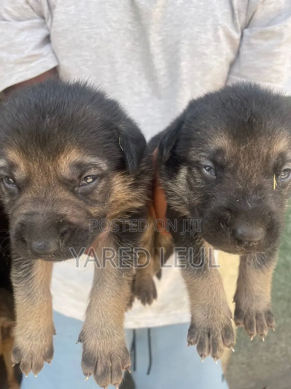 0-1 month Male Purebred German Shepherd