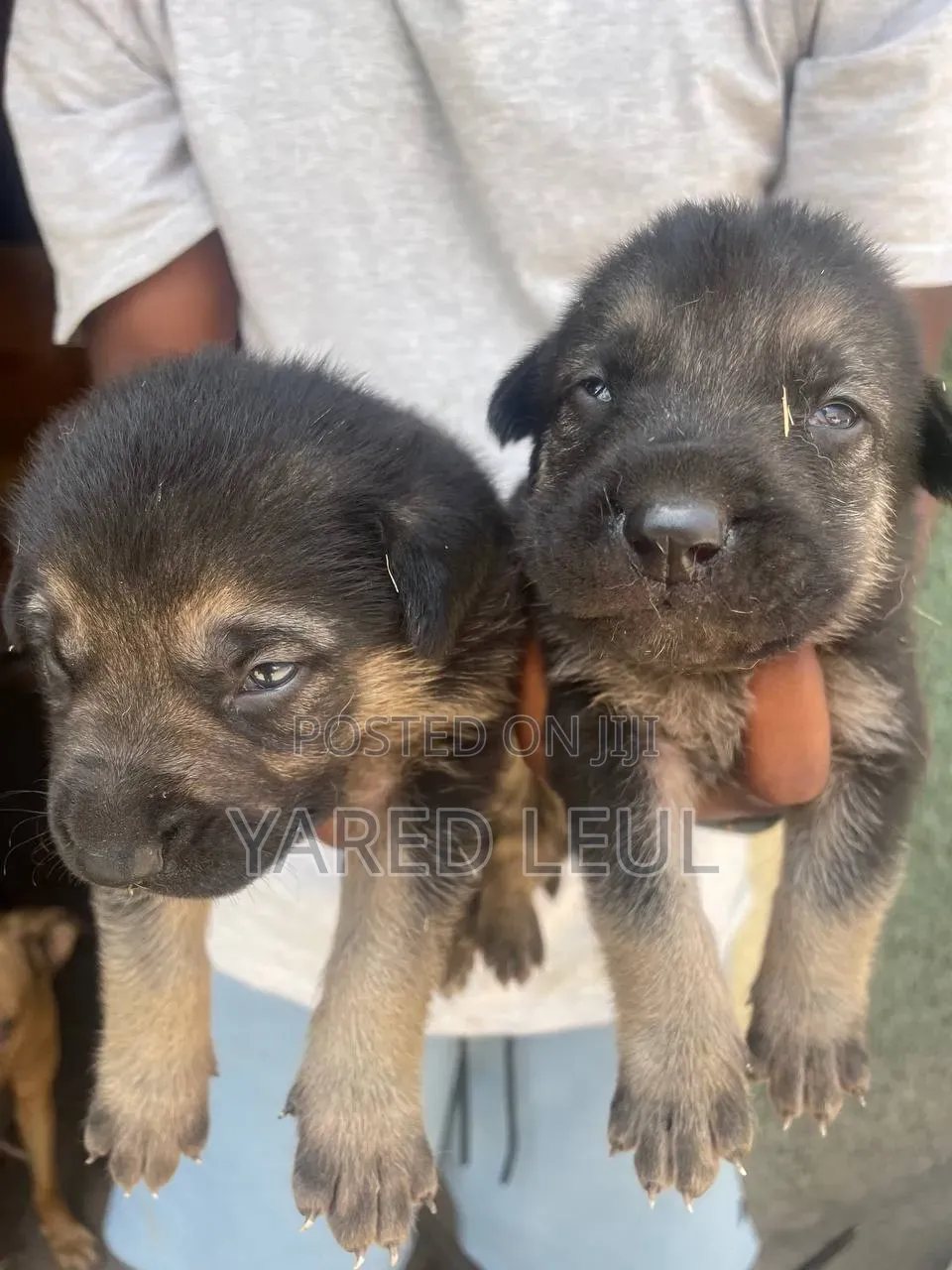 0-1 month Male Purebred German Shepherd