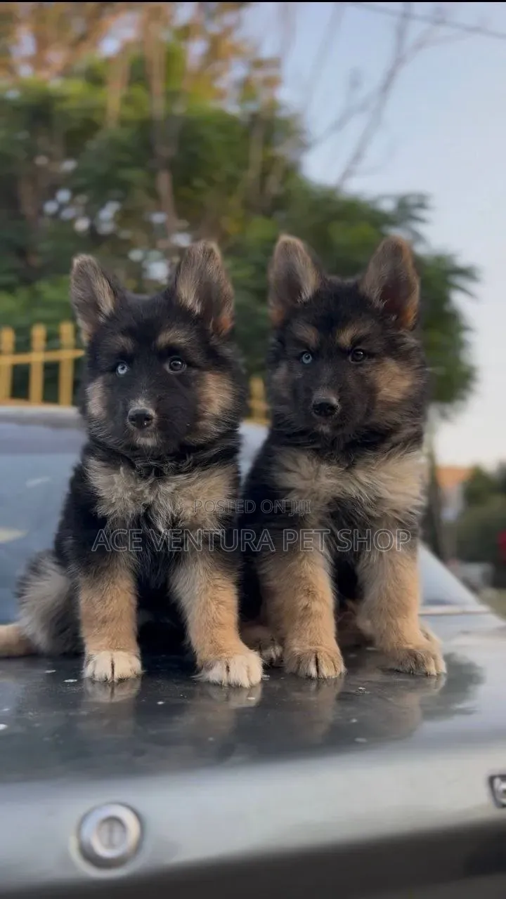 1-3 months Male Purebred German Shepherd