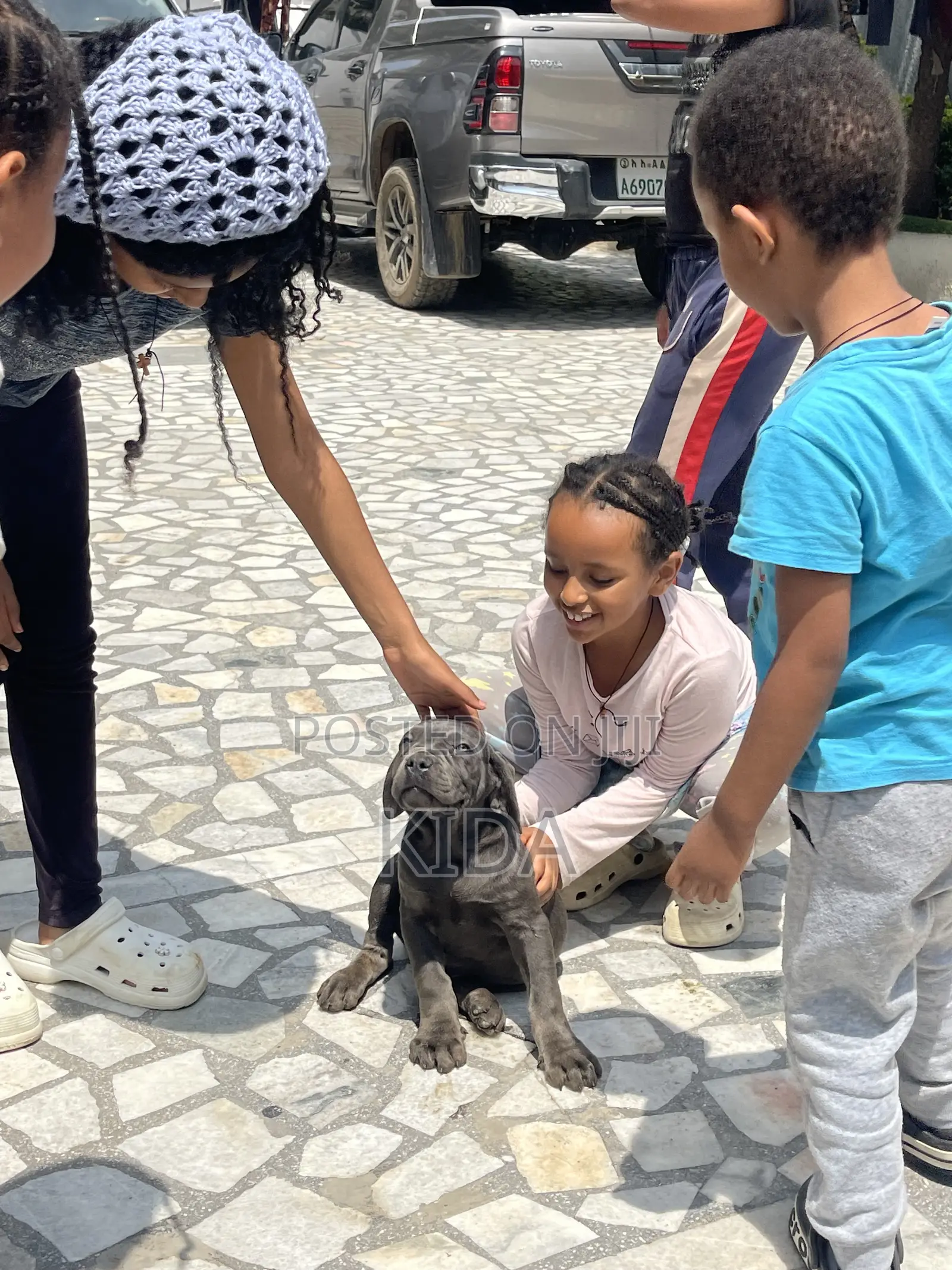 1-3 months Male Purebred Mastiff