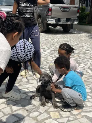 1-3 months Male Purebred Mastiff