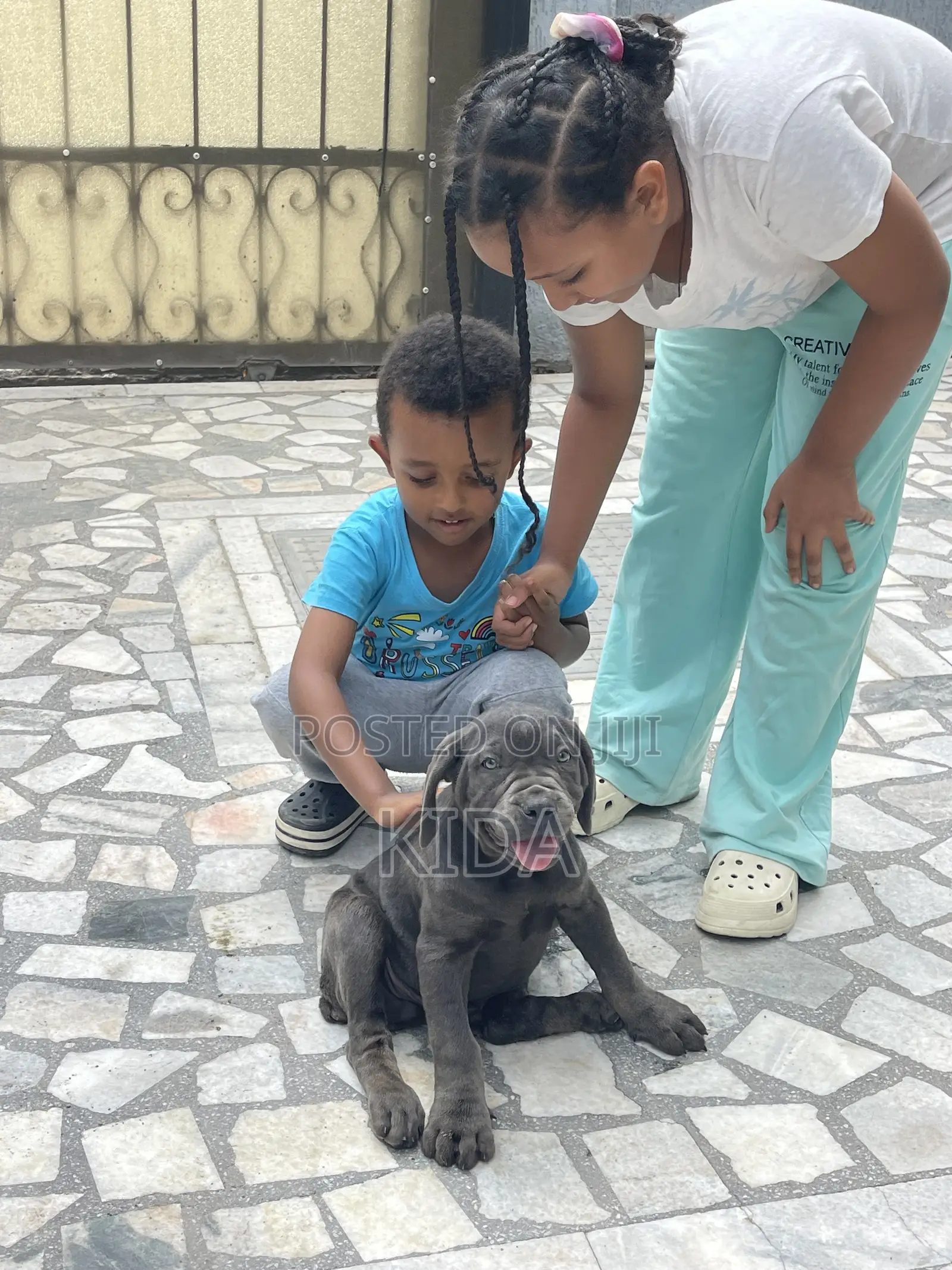1-3 months Male Purebred Mastiff