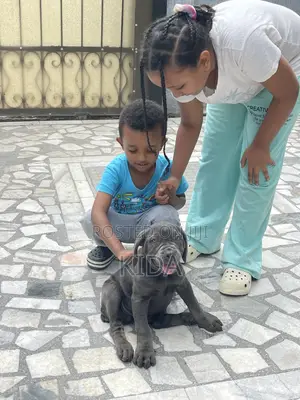 1-3 months Male Purebred Mastiff