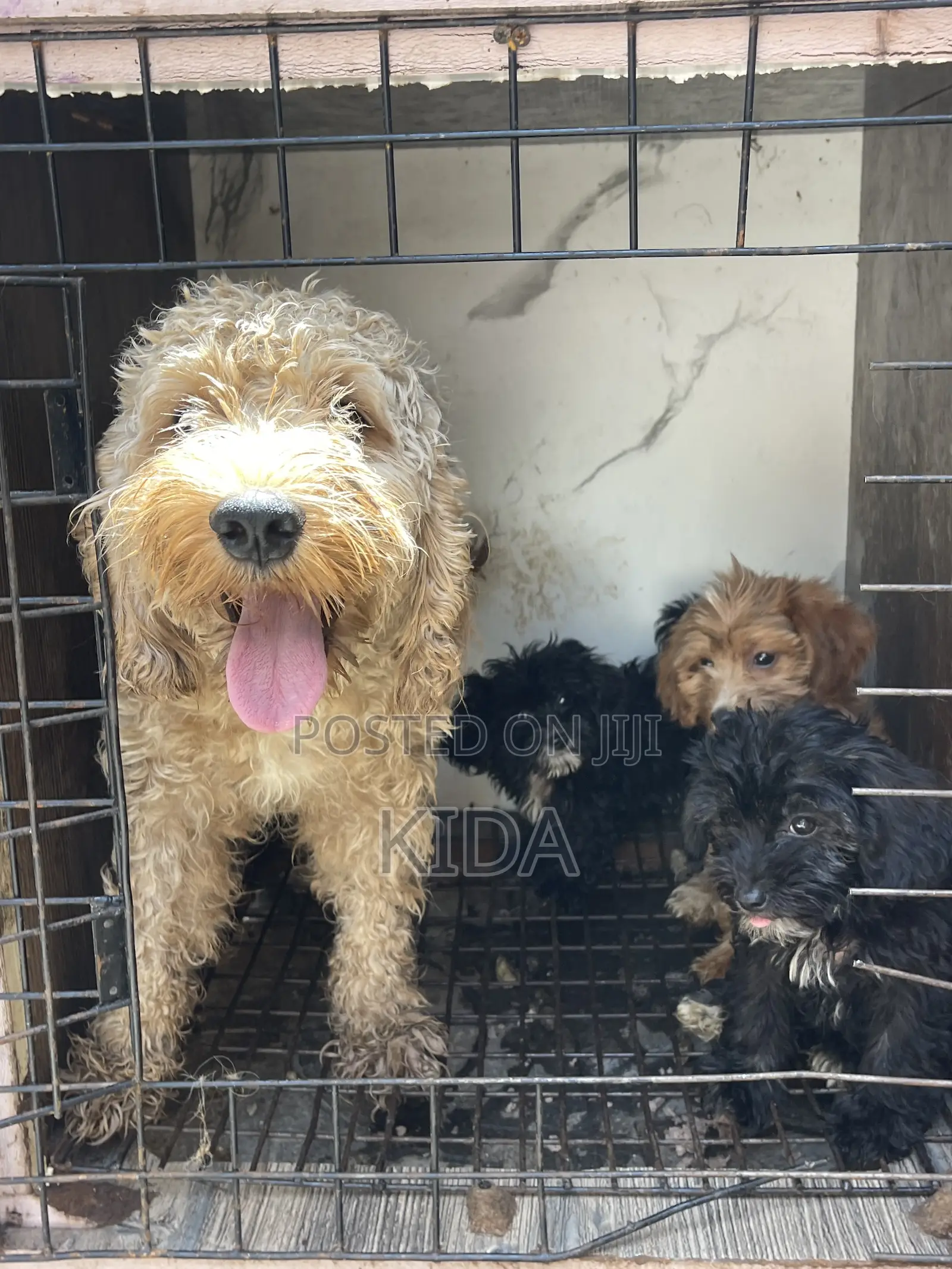 1-3 months Male Purebred Poodle