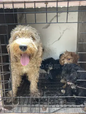 1-3 months Male Purebred Poodle