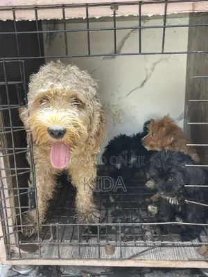 1-3 months Male Purebred Poodle