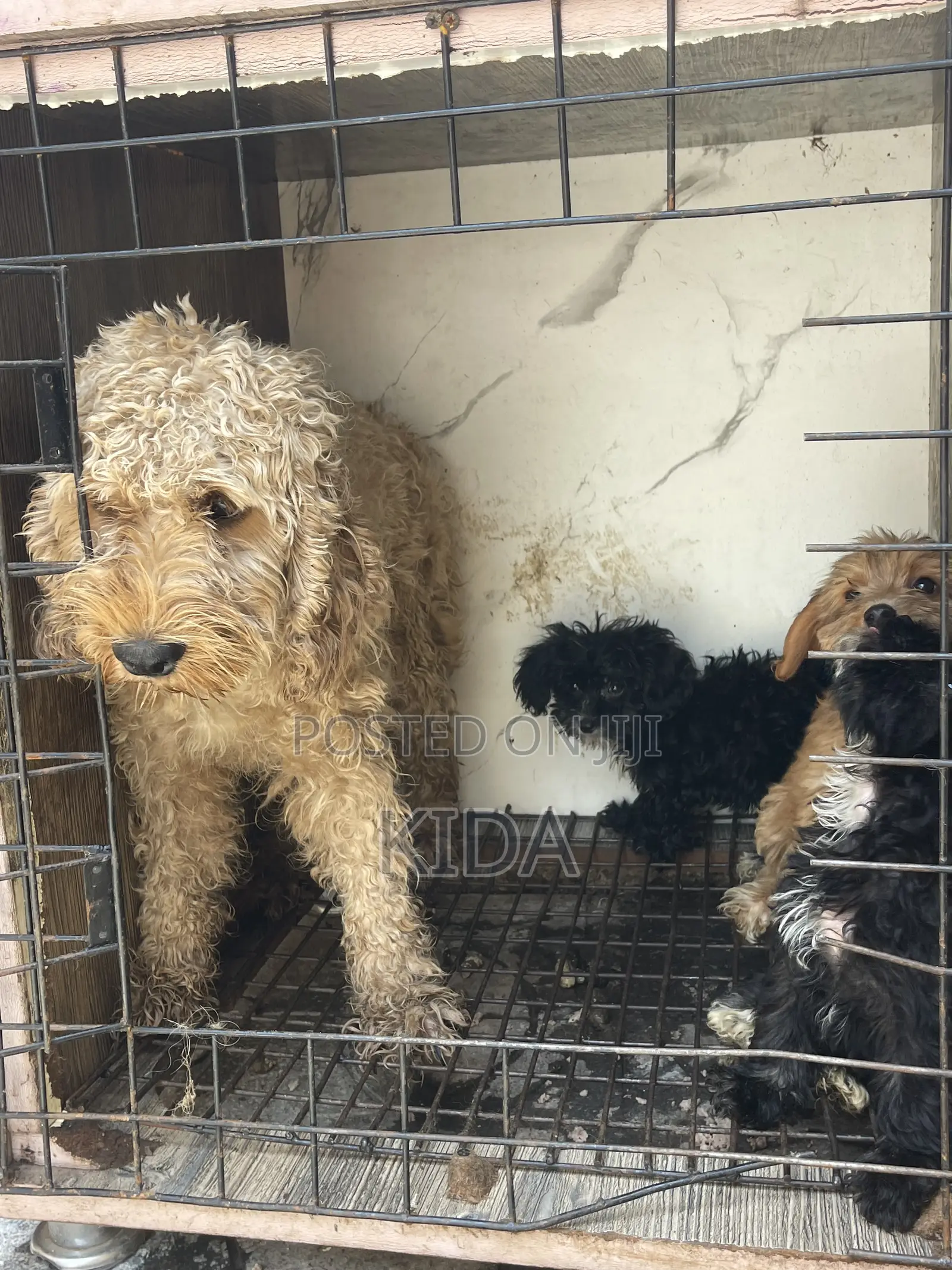 1-3 months Male Purebred Poodle