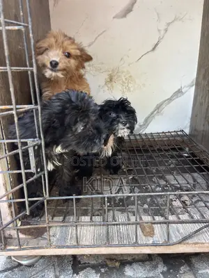 1-3 months Male Purebred Poodle