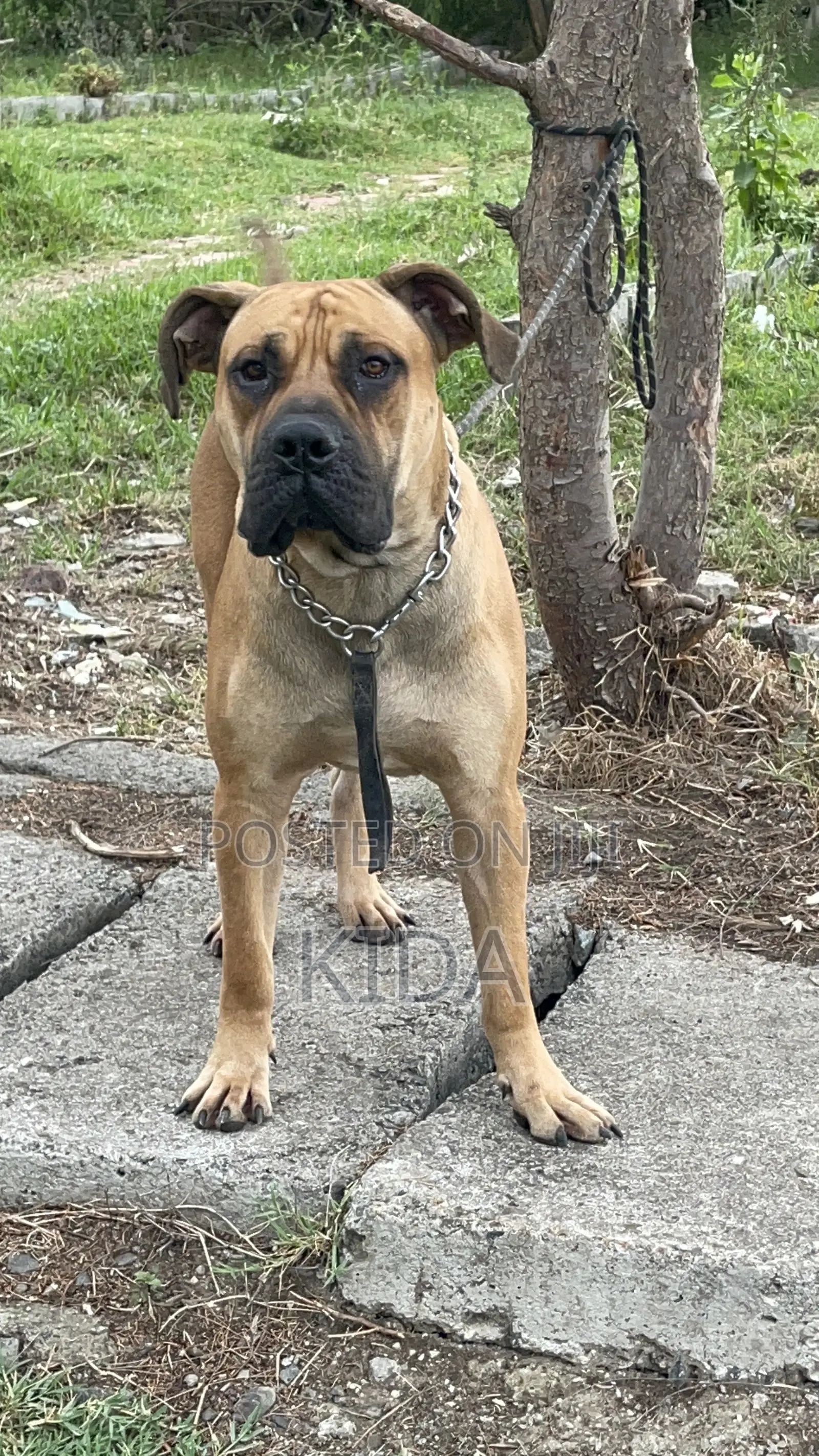 6-12 months Male Purebred Boerboel