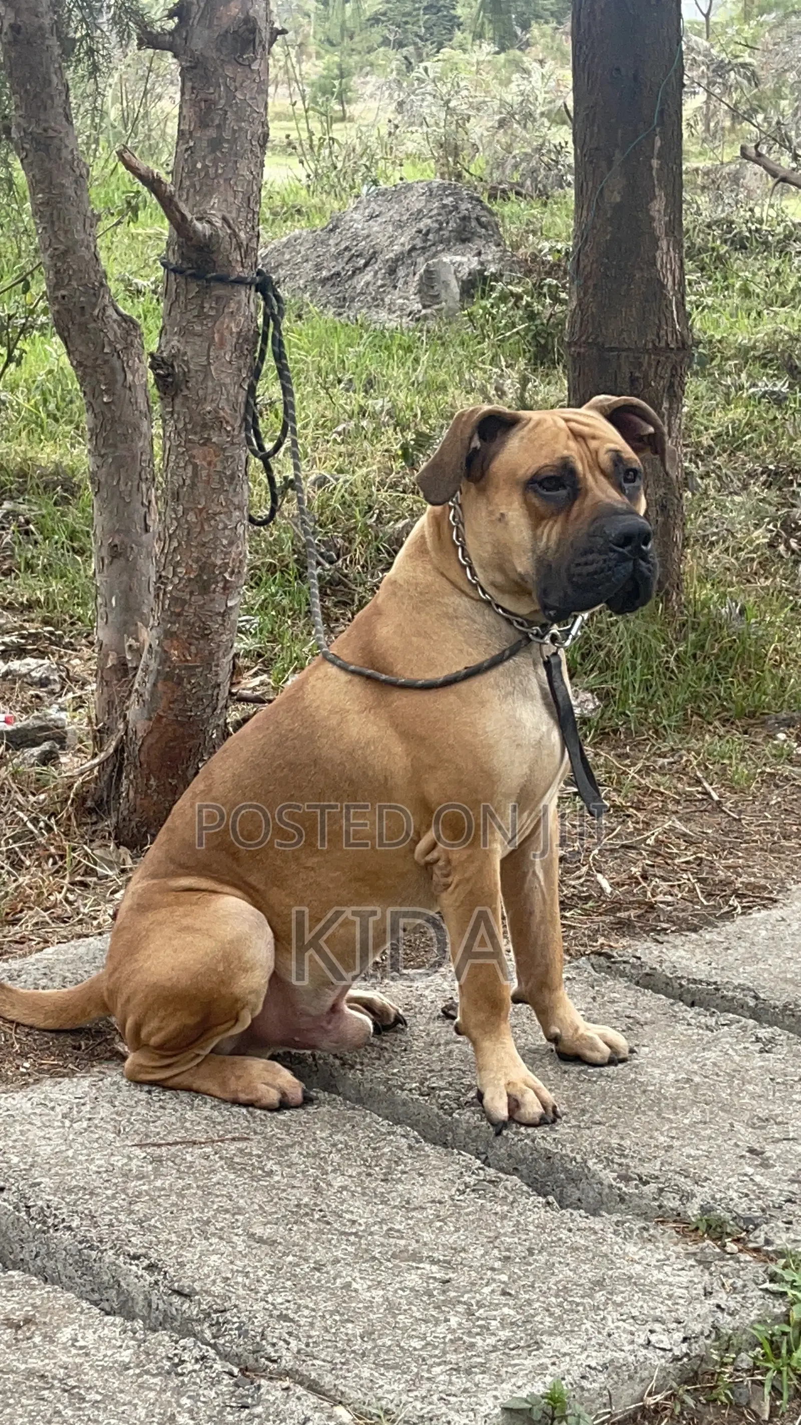 6-12 months Male Purebred Boerboel