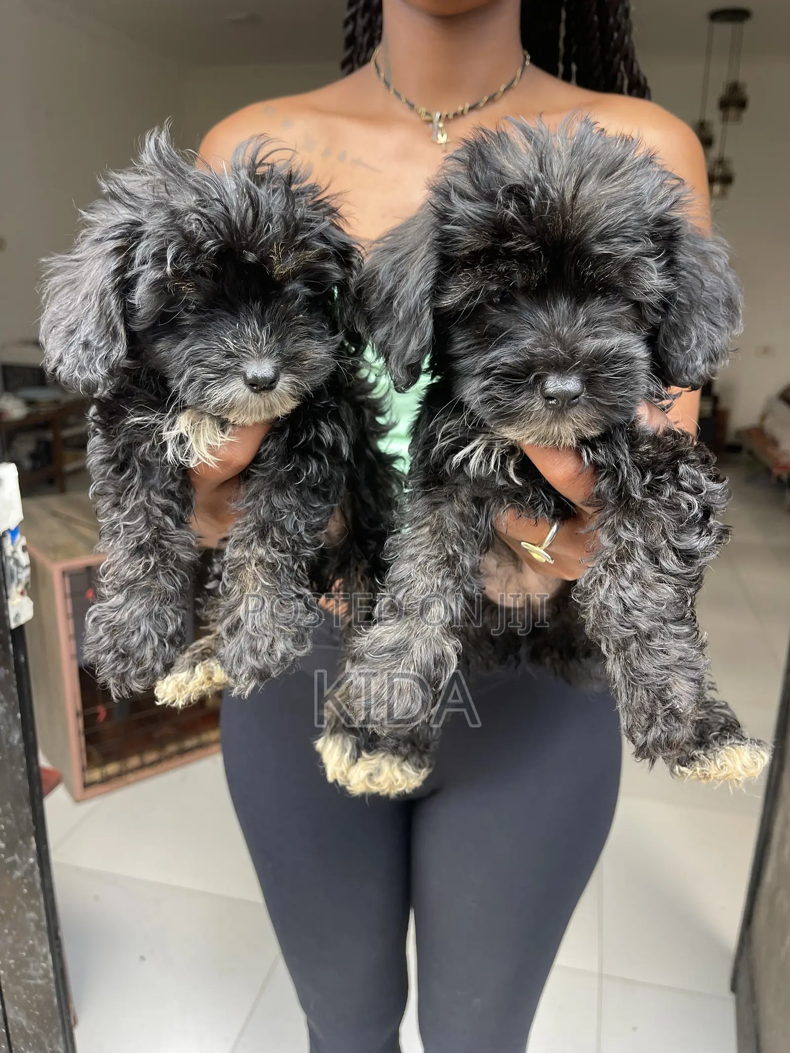 1-3 months Male Purebred Poodle