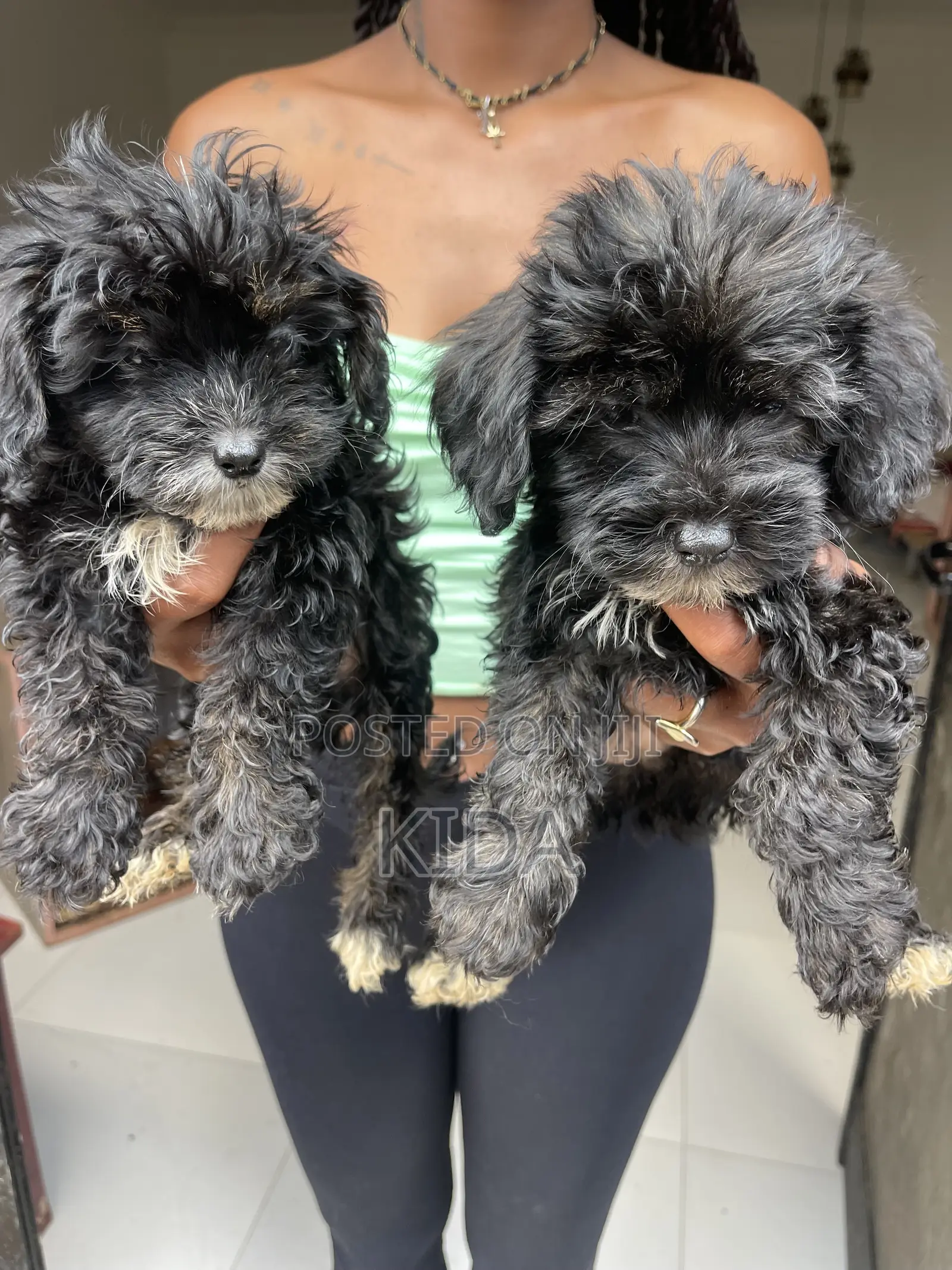 1-3 months Male Purebred Poodle