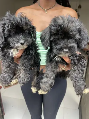 1-3 months Male Purebred Poodle
