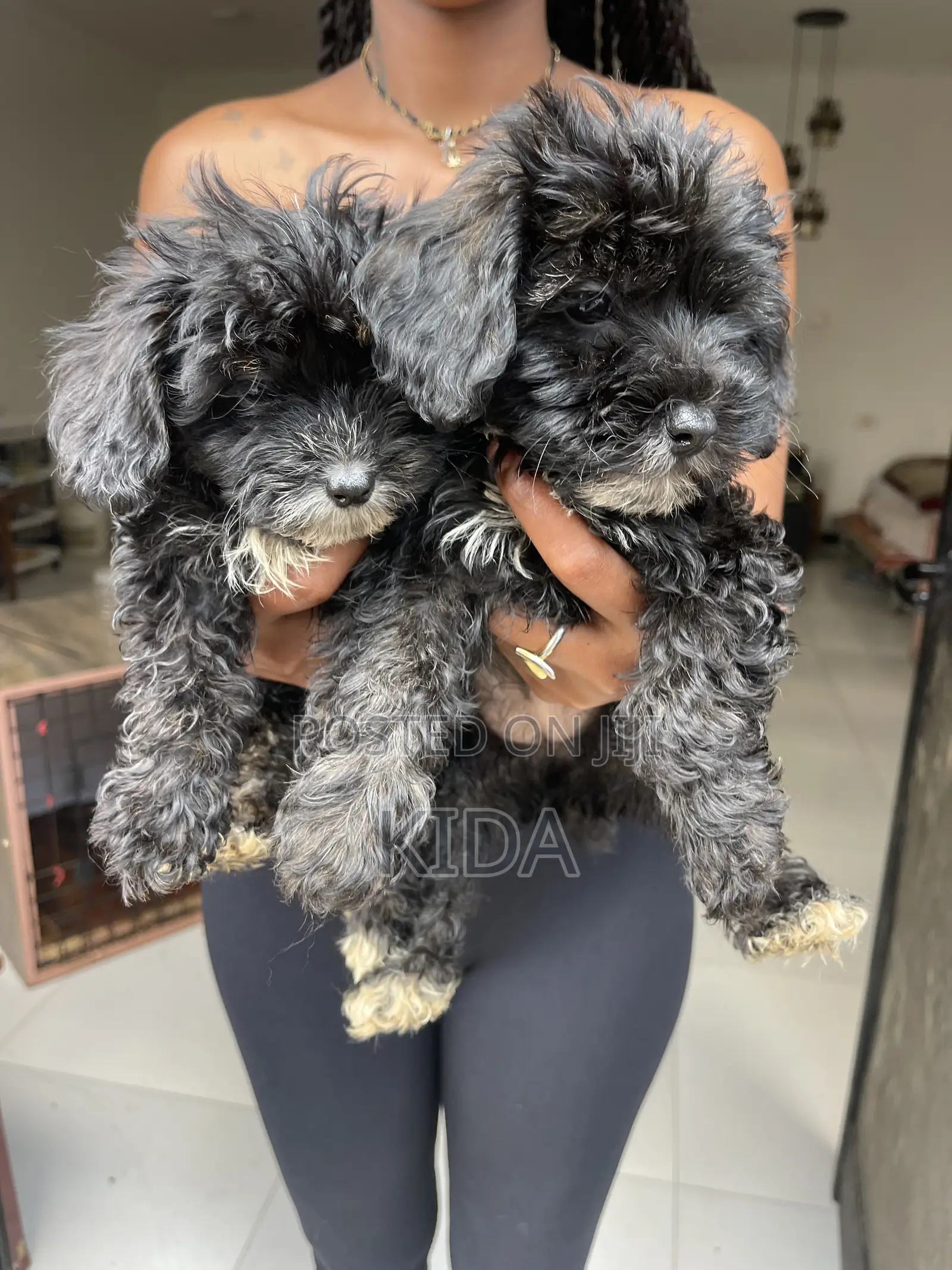 1-3 months Male Purebred Poodle