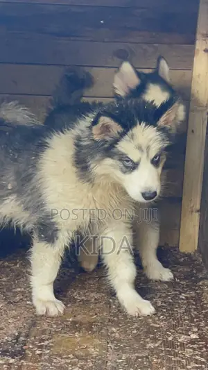 3-6 months Male Purebred Siberian Husky