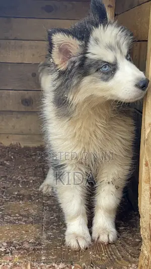 3-6 months Male Purebred Siberian Husky