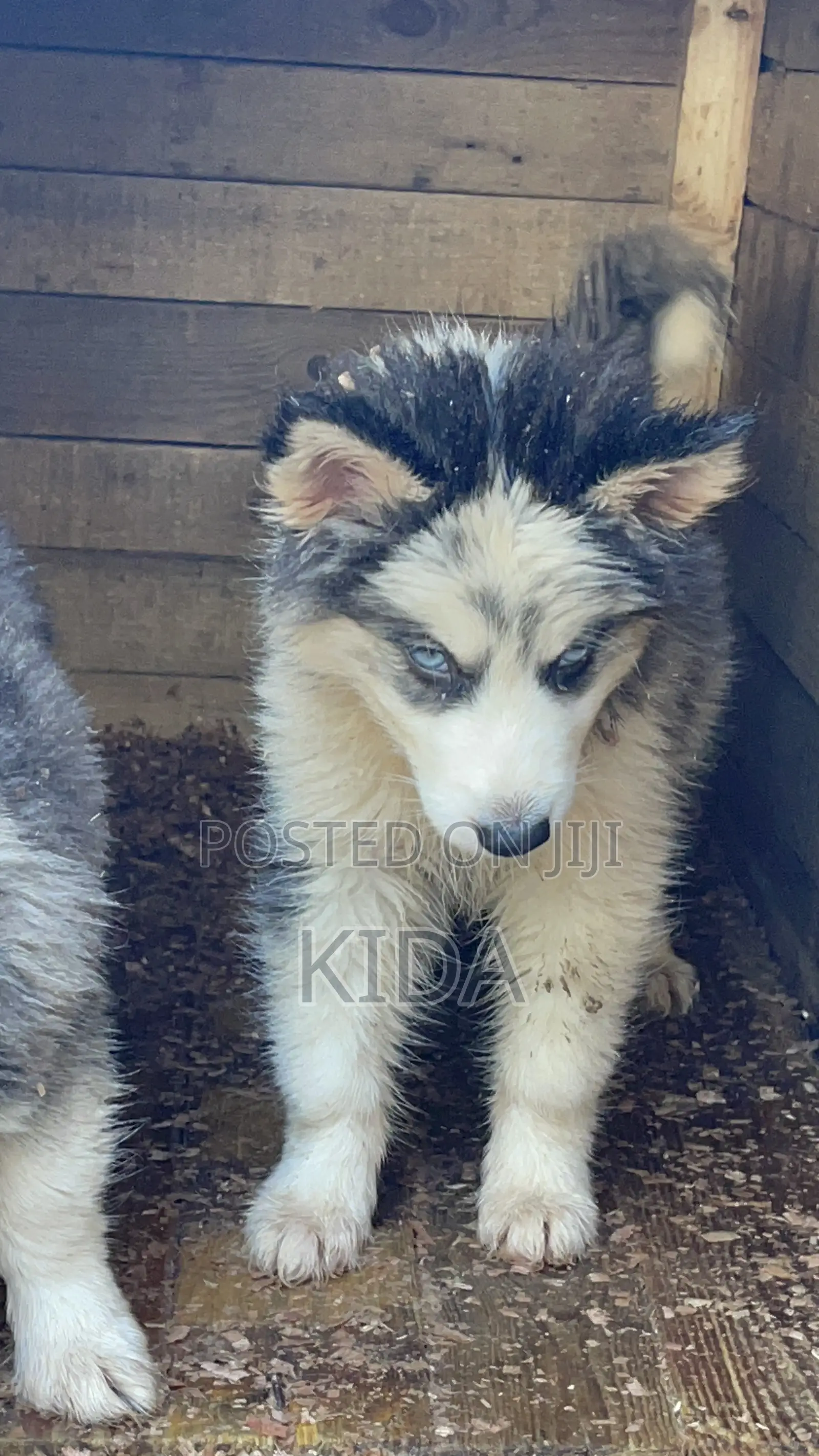 3-6 months Male Purebred Siberian Husky