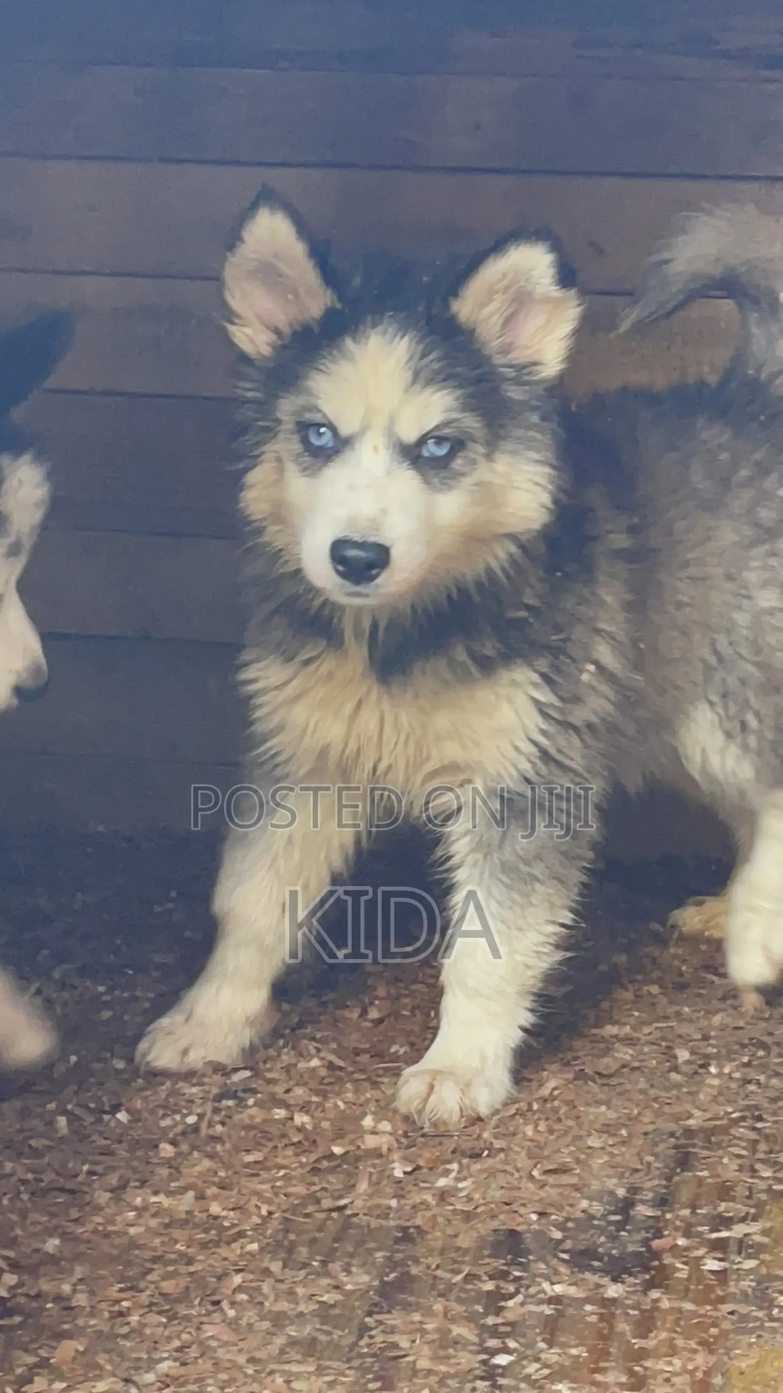3-6 months Male Purebred Siberian Husky