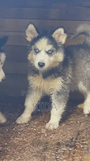 3-6 months Male Purebred Siberian Husky