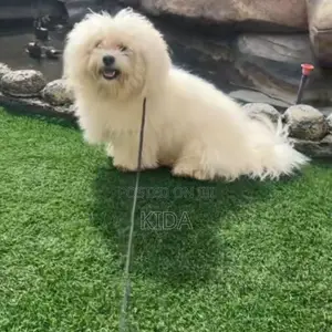 1-3 months Male Purebred Maltese
