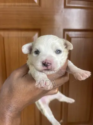 1-3 months Male Purebred Maltese