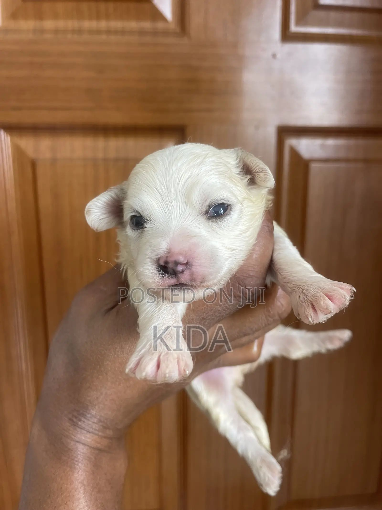 1-3 months Male Purebred Maltese