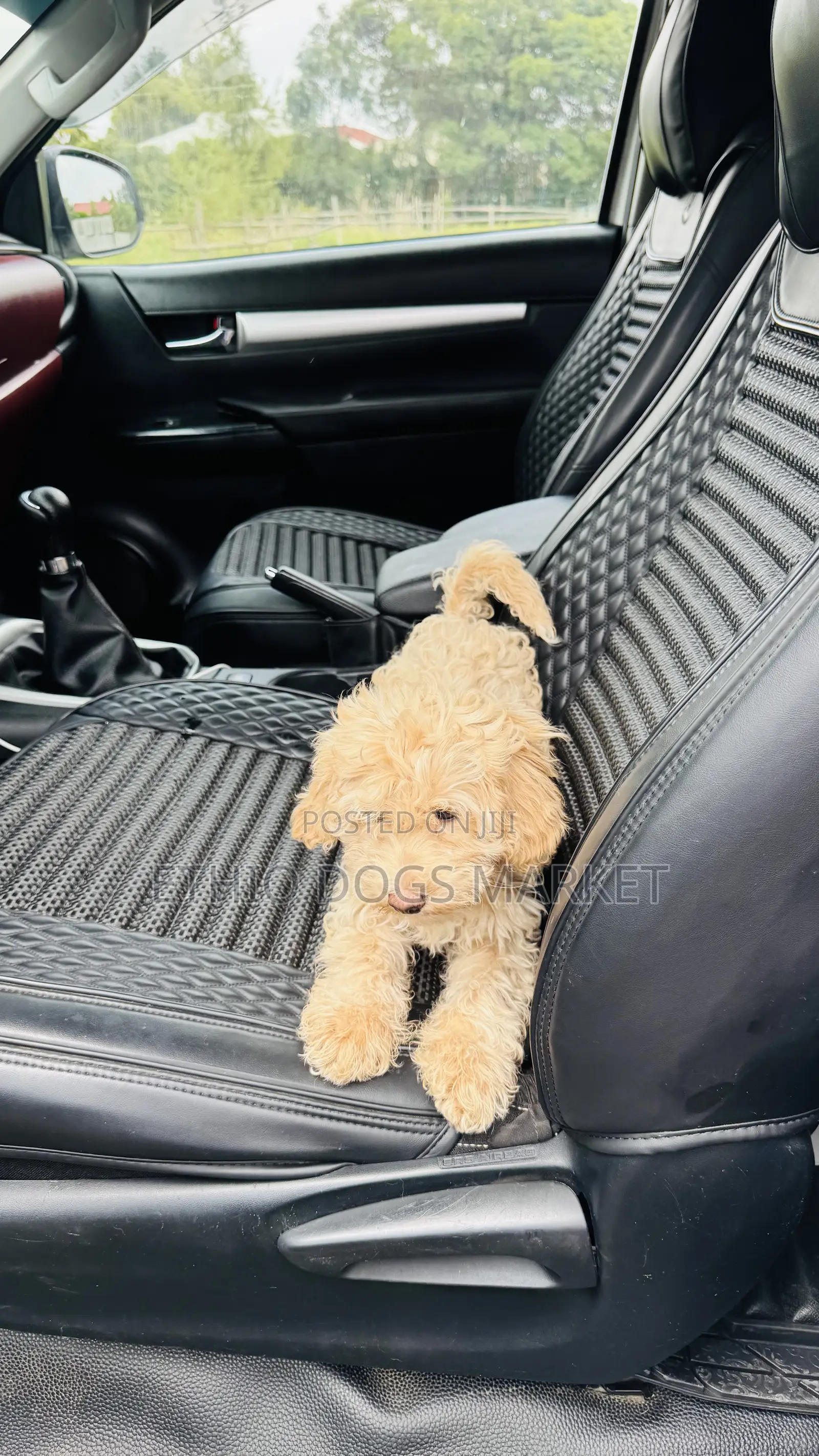 1-3 months Male Purebred Poodle