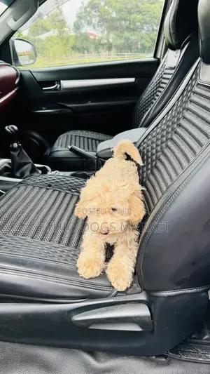 1-3 months Male Purebred Poodle