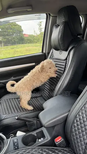 1-3 months Male Purebred Poodle