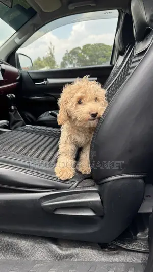 1-3 months Male Purebred Poodle