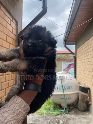 1-3 months Male Purebred German Shepherd