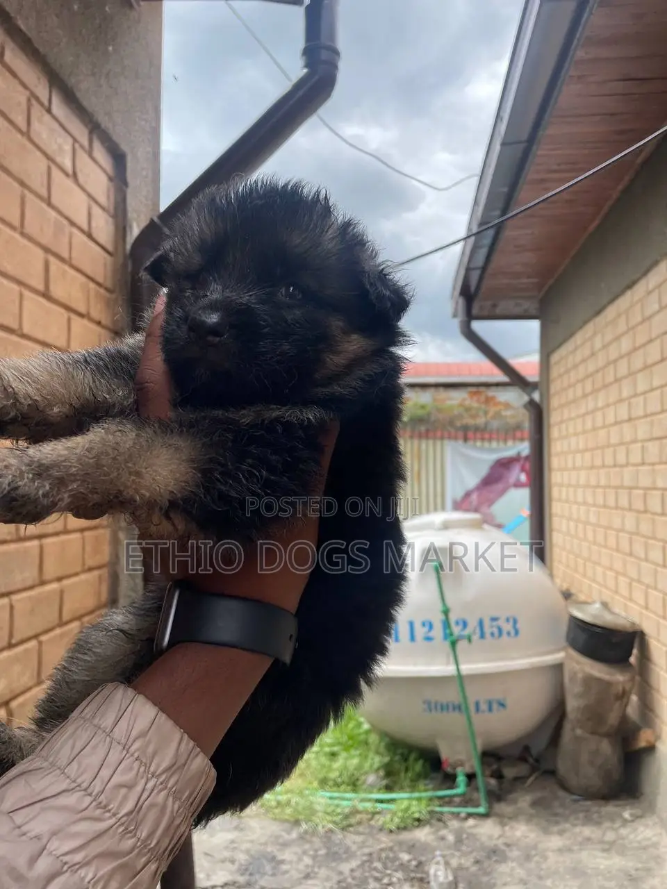 1-3 months Male Purebred German Shepherd