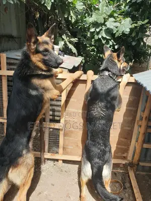 1-3 months Male Purebred German Shepherd
