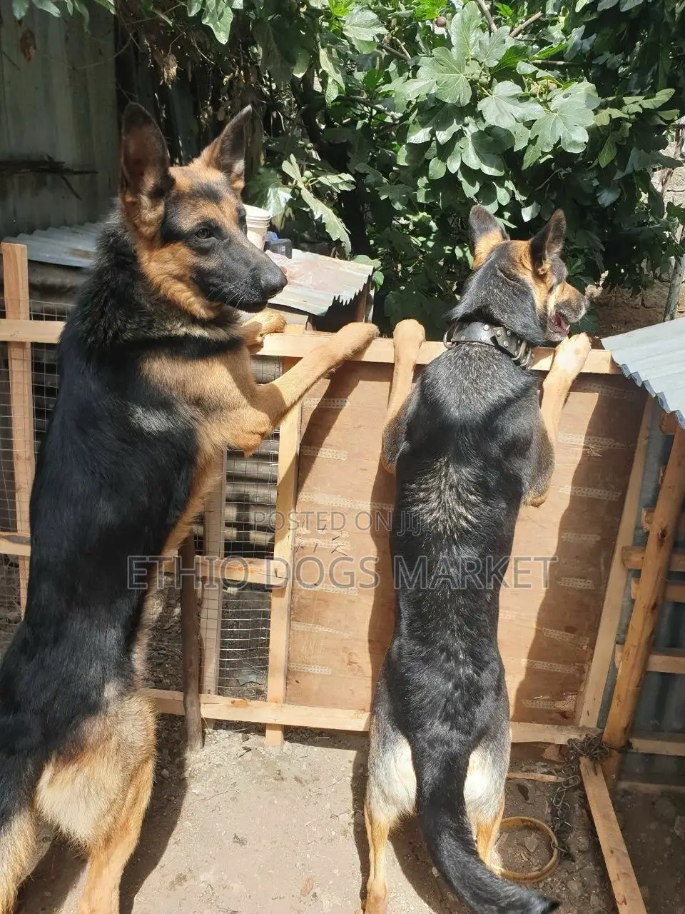 1-3 months Male Purebred German Shepherd