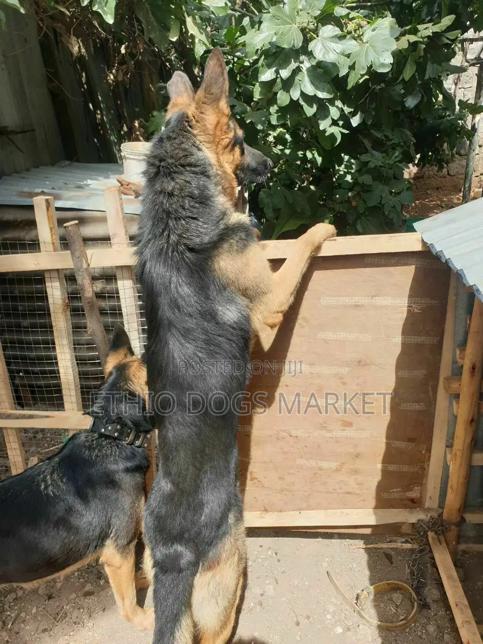 1-3 months Male Purebred German Shepherd