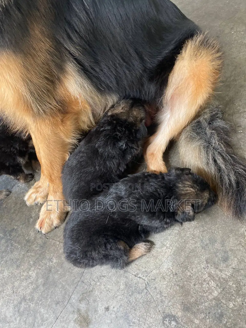 1-3 months Male Purebred German Shepherd