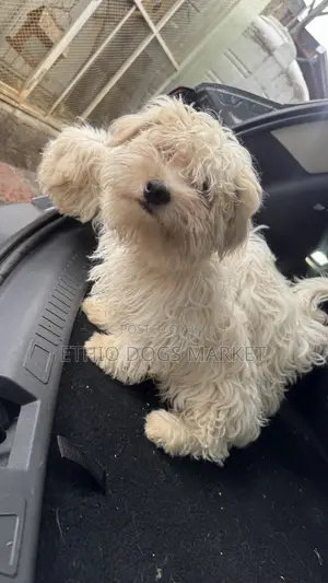 3-6 months Male Purebred Maltese