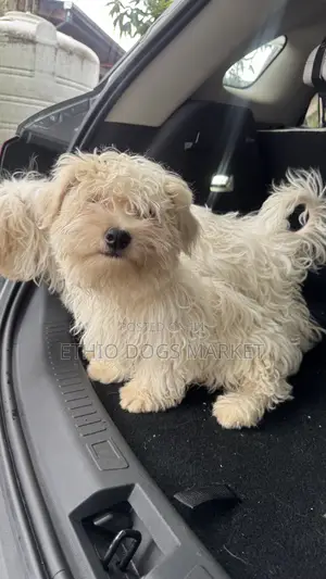3-6 months Male Purebred Maltese
