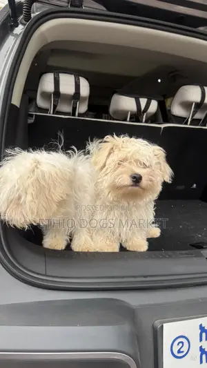 3-6 months Male Purebred Maltese