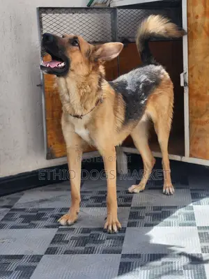 6-12 months Male Purebred German Shepherd