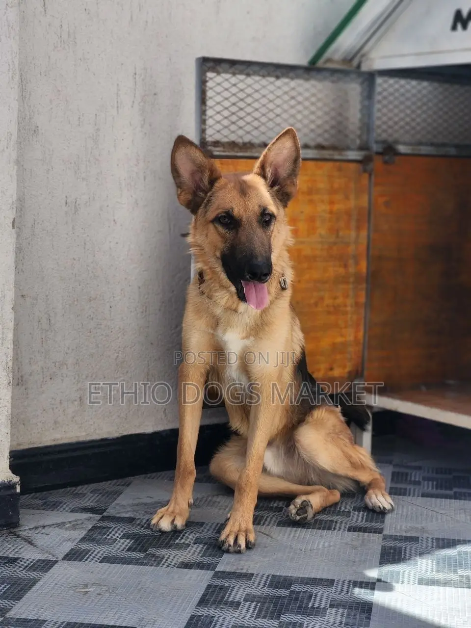 6-12 months Male Purebred German Shepherd